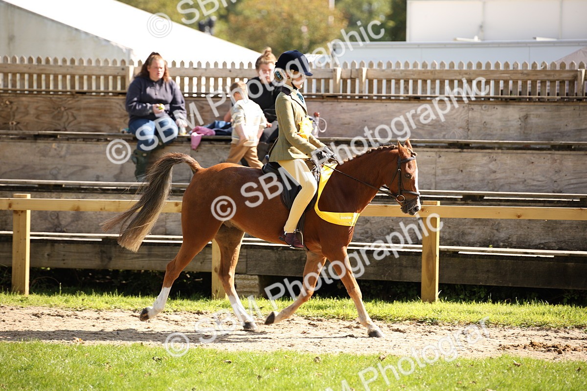 SBM_40883 - Fun Showing Supreme Championship