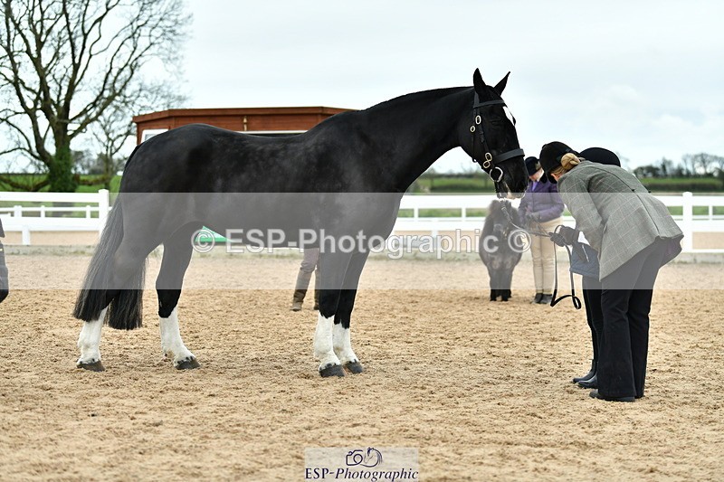 230416A-131943-04802 - Cls 48+49 In Hand Native and Family Type