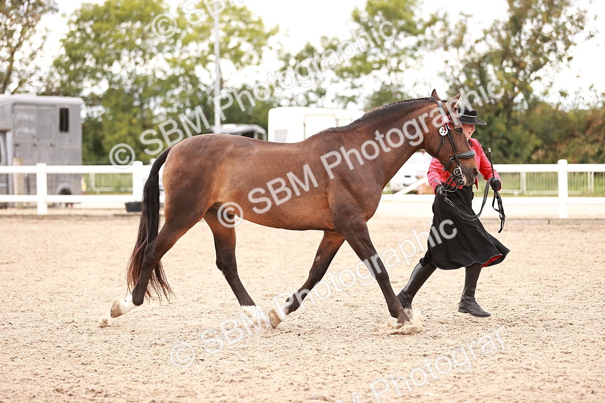SBM_16899 - Class 415 - Horse-Pony Judge would most like to take home