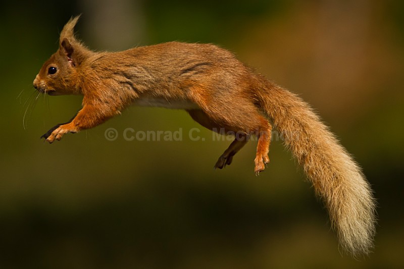 Jumping Squirrel - wild and free