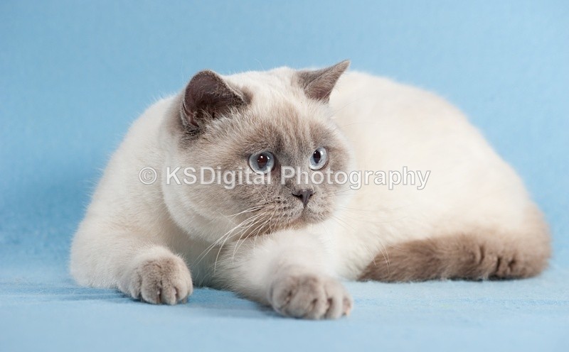  - Windymeadow British Shorthairs & Exotics