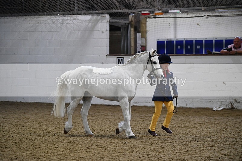 WJ5_4647 - Class 3 Part Bred In hand