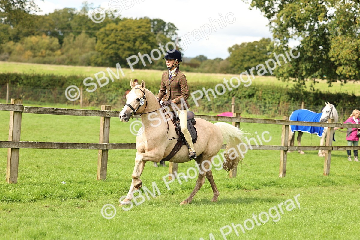 SBM_45384 - S33 - Working Hunter Pony