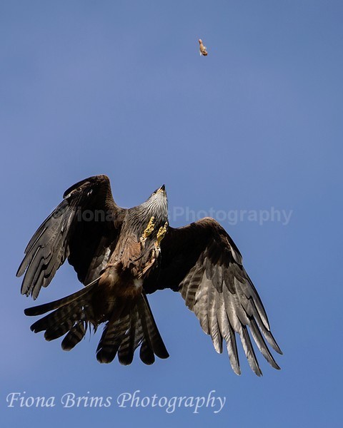 WowPD Mar17-170 - Birds of Prey