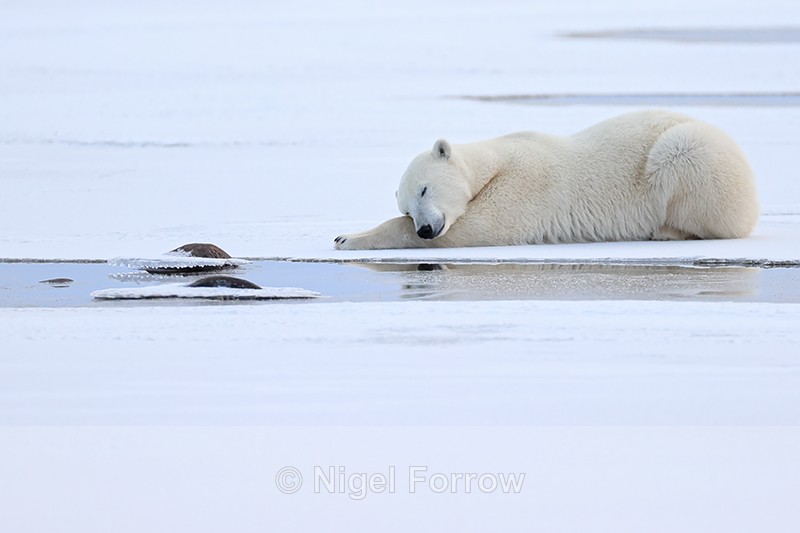 Polar Bear asleep on ice, Churchill, Canada - Polar Bear