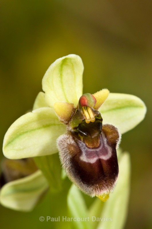 Hybrid between sawfly and bumble-bee orchids (Ophrys tenthredinifera x O.bombyliflora = O. x sommieri) - Orchids - Ophrys