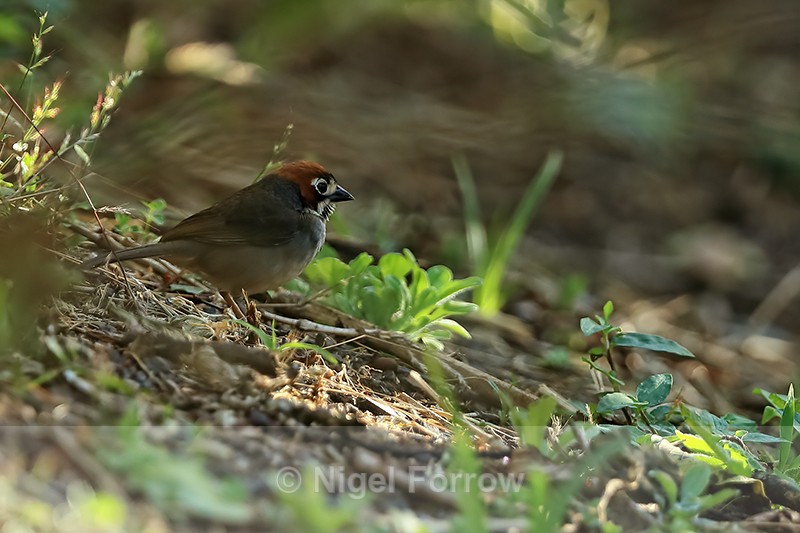 Cabanis's Ground-Sparrow, Costa Rica - Cabanis’s Ground-Sparrow