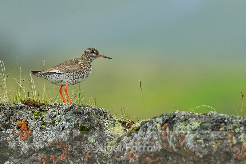 Redshank on lava rock, Iceland - Redshank
