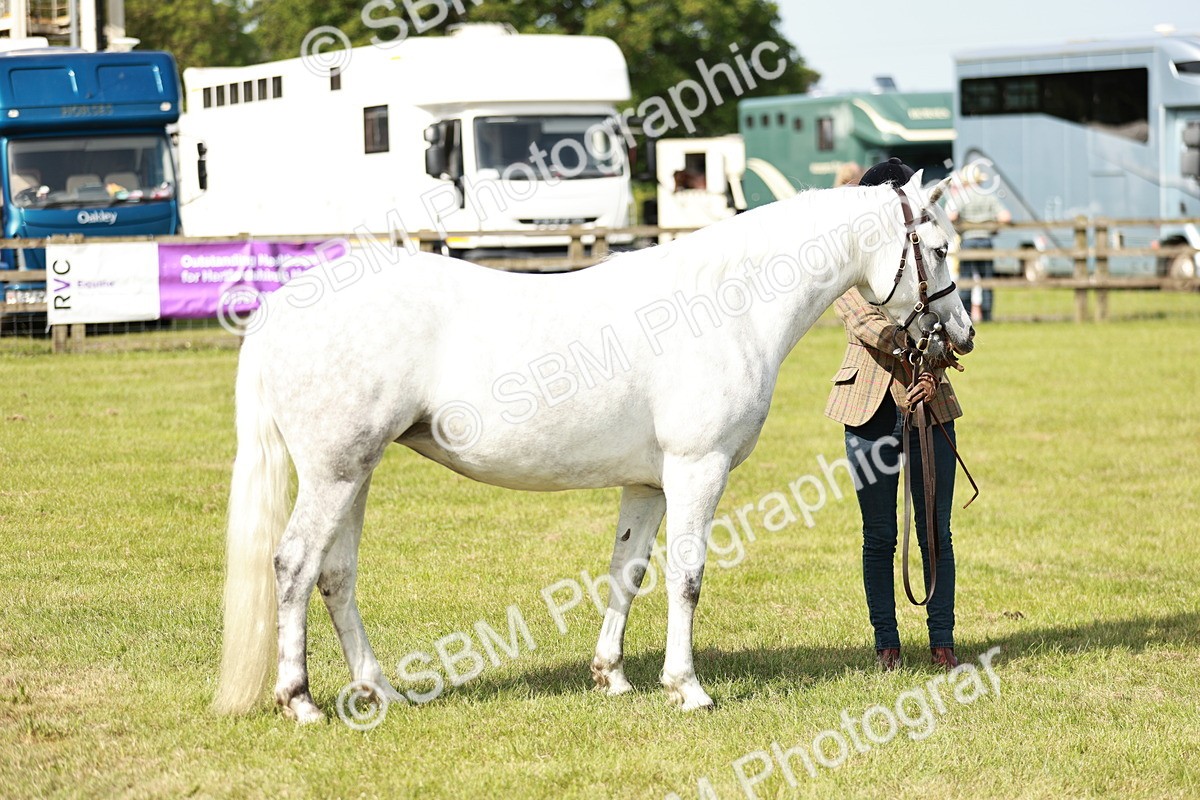 SBM_01633 - Class 14-23 - Mountain & Moorland In Hand Non Welsh