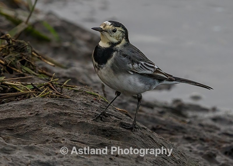 Astland Photography, Bird and Wildlife Images, Susan and Peter Wilson, U.K.