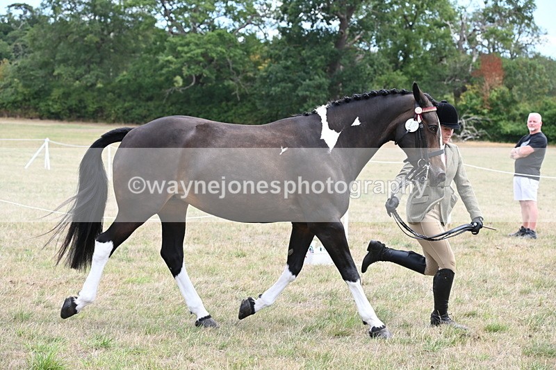 WJ6_5880 - Class 19 In-hand Veterans (Uploaded correct folder)
