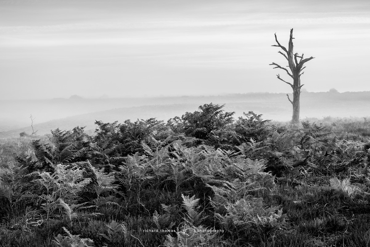 Bracken shades - Mono Mist Trees