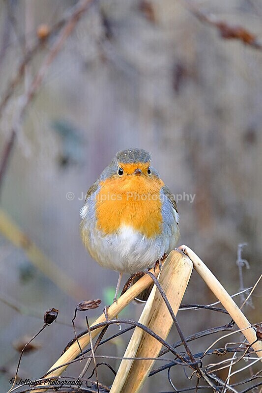 - Wildlife and Nature
