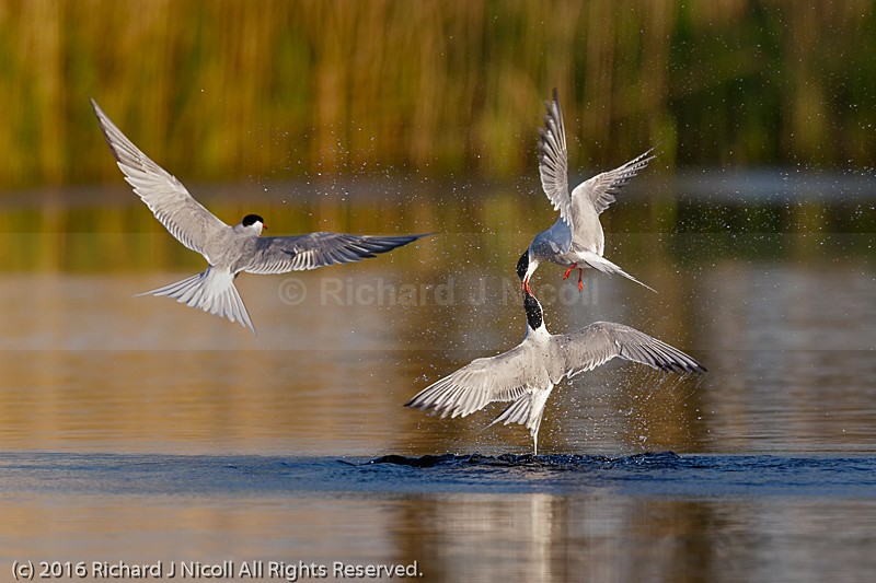 Common Tern (Sterna hirundo) Rivalry - Common Tern (Sterna hirundo)