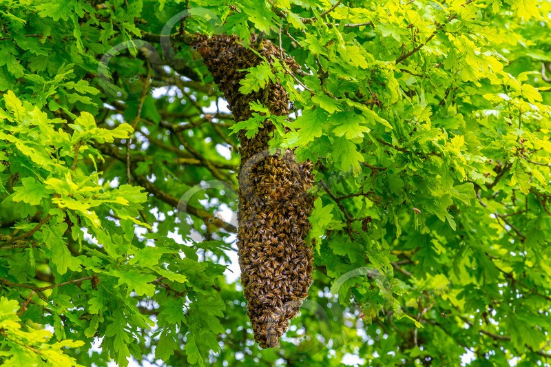 honey bee Apis mellifera-0254 - Insects from around the world