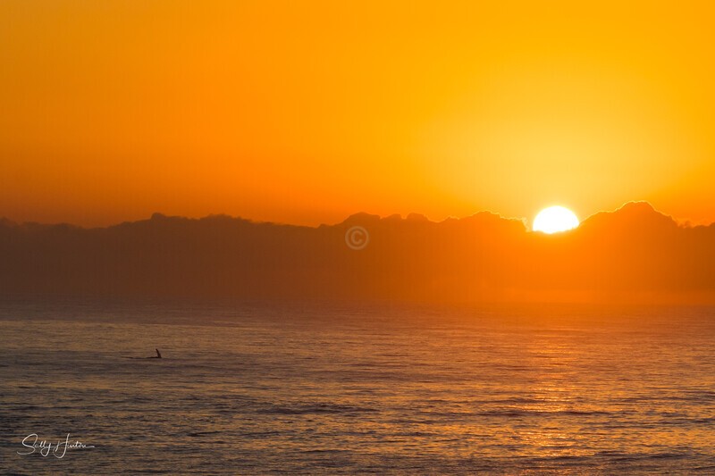 Pectal fin at sunrise - Humpback Whales