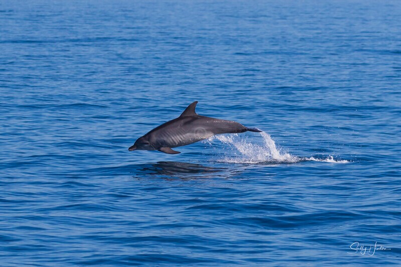 0A3A0898. Dolphin jumping - 2026 Whales