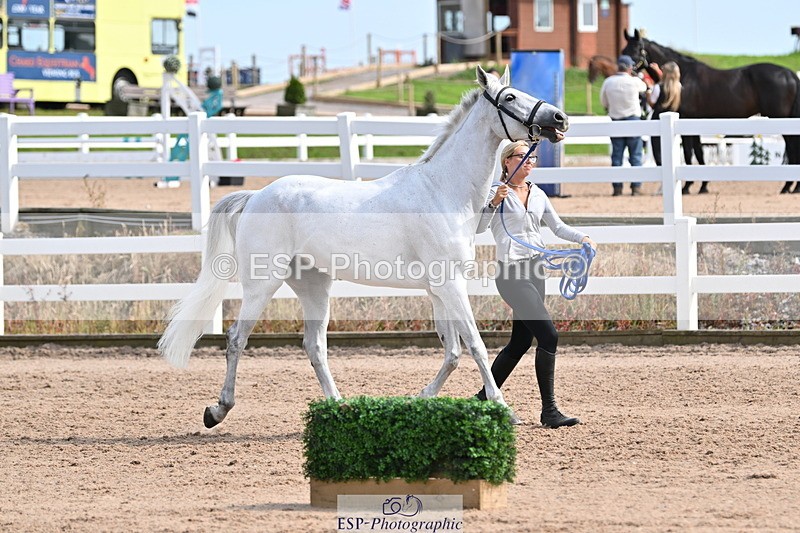 240717A-161405-03360 - Trot Up 4pm to 5pm