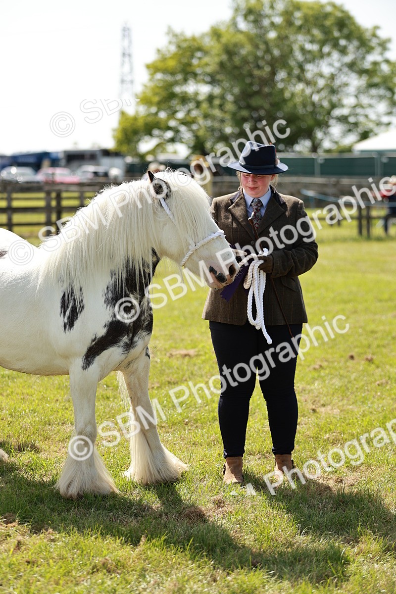 SBM_08718 - Class 63-65 - Traditional Gypsy Cobs In Hand & Ridden