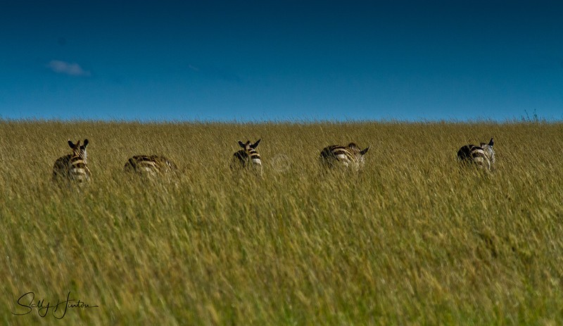 A LIne of Zebra in Long Grass