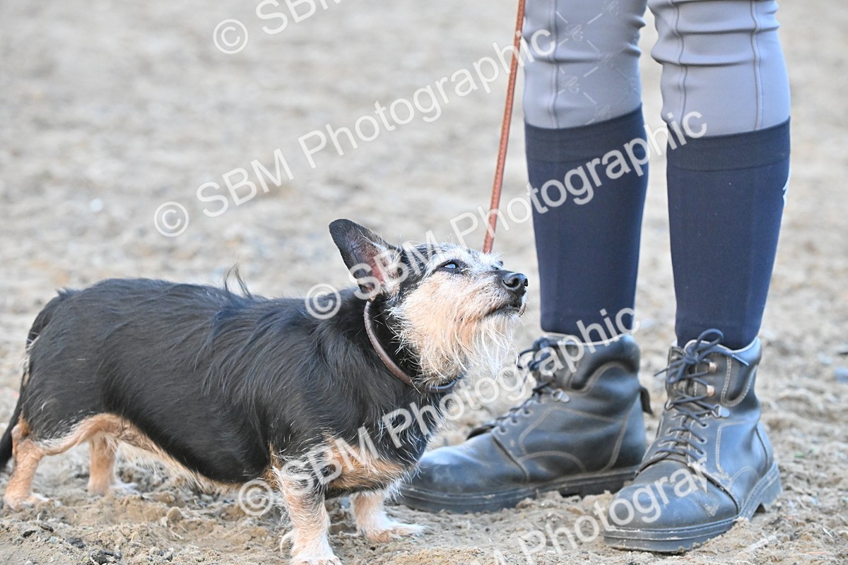 SBM_09587 - Lorry Dogs