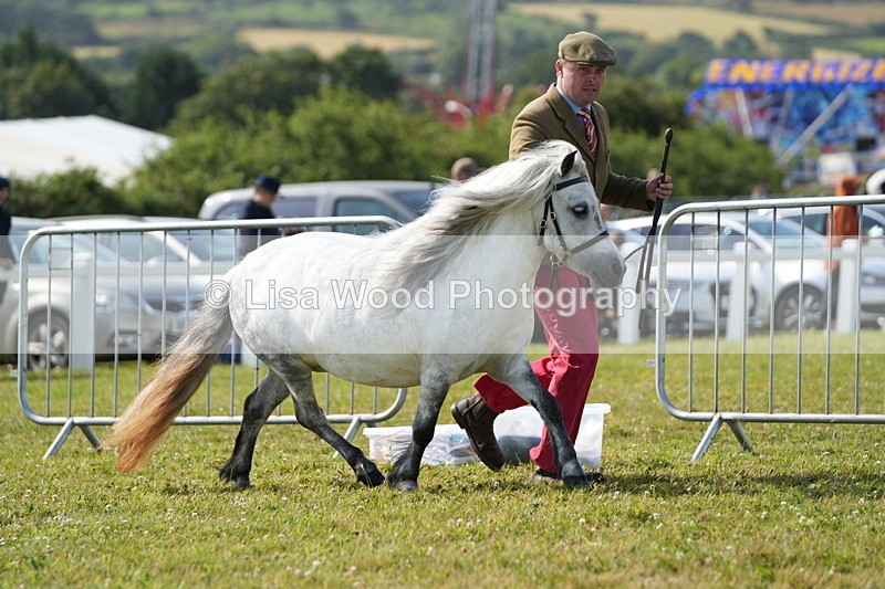 DSC05166 - Class 49: NPS Shetland 4 years and over