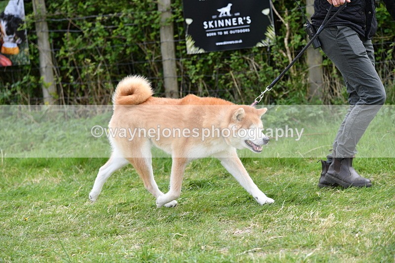 WJ5_9974 - Class 5 Best Veteran / 7 years & over