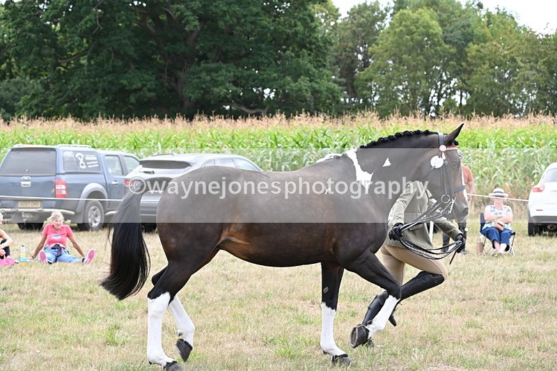 WJ6_6249 - Class 19 In-hand Veterans (Uploaded correct folder)