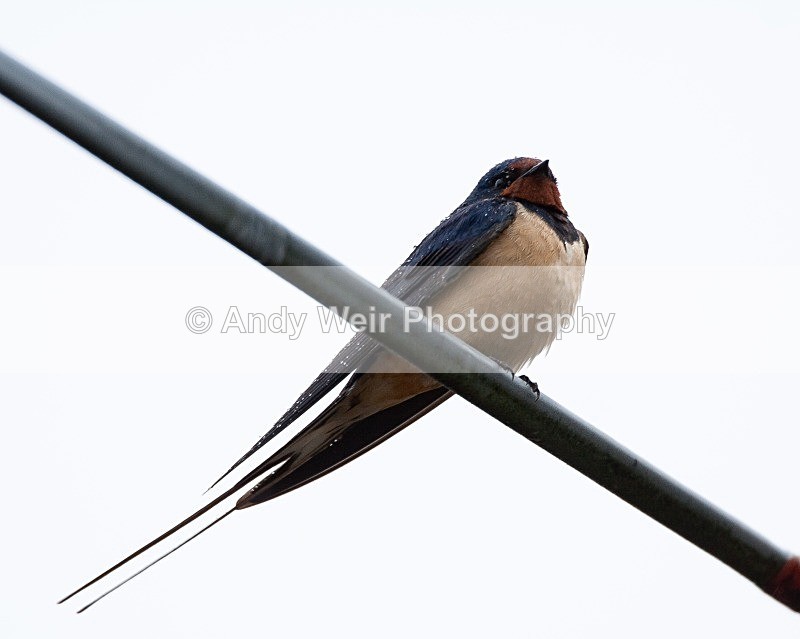 20090501- 044 - Swallows, Swifts & Martins