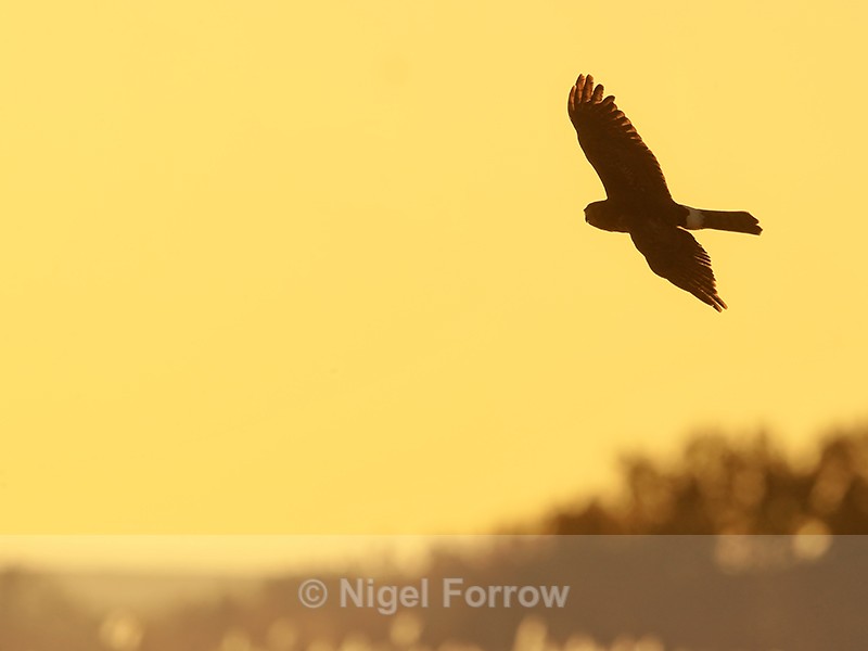 Northern Harrier flying at dawn, Bosque del Apache, New Mexico - Northern Harrier