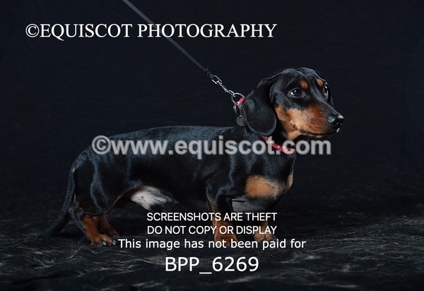 BPP_6269 - LESLEY GRANGER DOGS