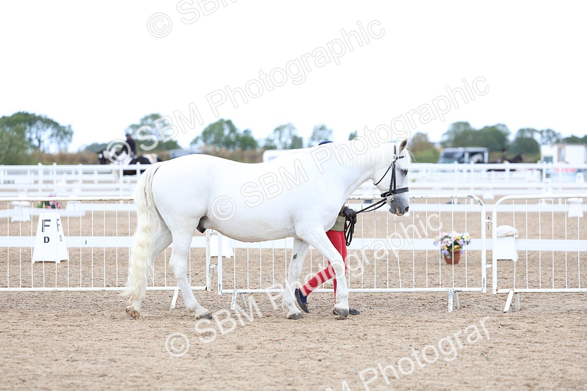 SBM_05002 - Class 27 - IH Competition Horse or Pony