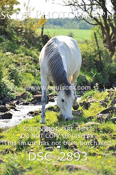 DSC_2893 - ARCHIVE REQUEST - Quincy and Guinness