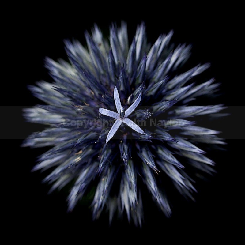 Thistle Floret - Latest Work