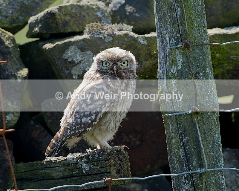 20110724-_MG_6289-486 - Little Owl