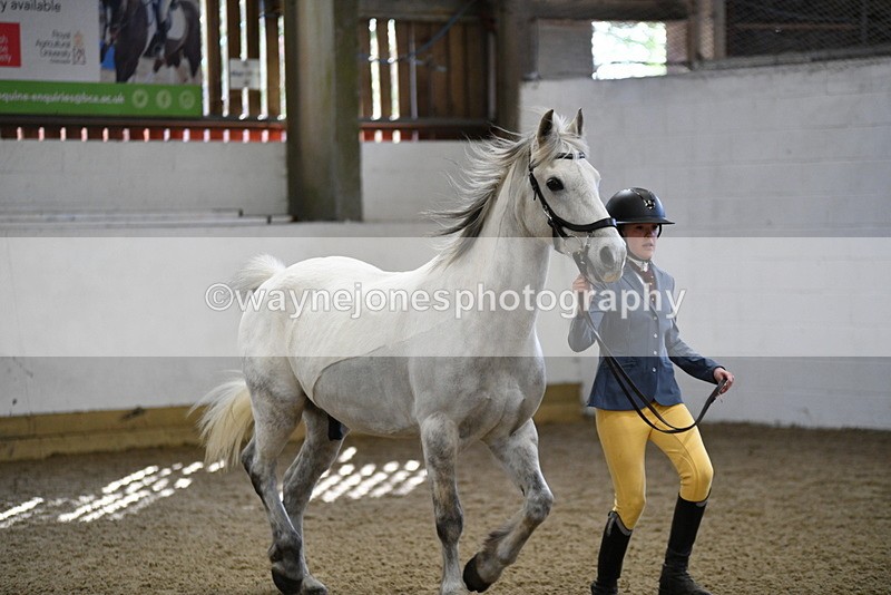 WJ5_4542 - Class 3 Part Bred In hand