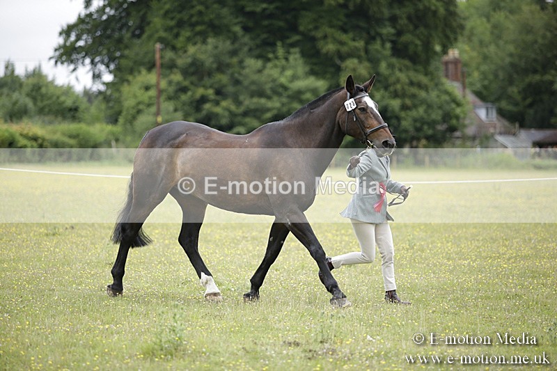 BVR160717-1100 - In Hand Championship 16/07/17