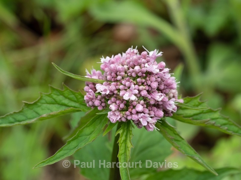 Three-leaved valerian (Valeriana tripteris)  - Gargano - Wild Flowers