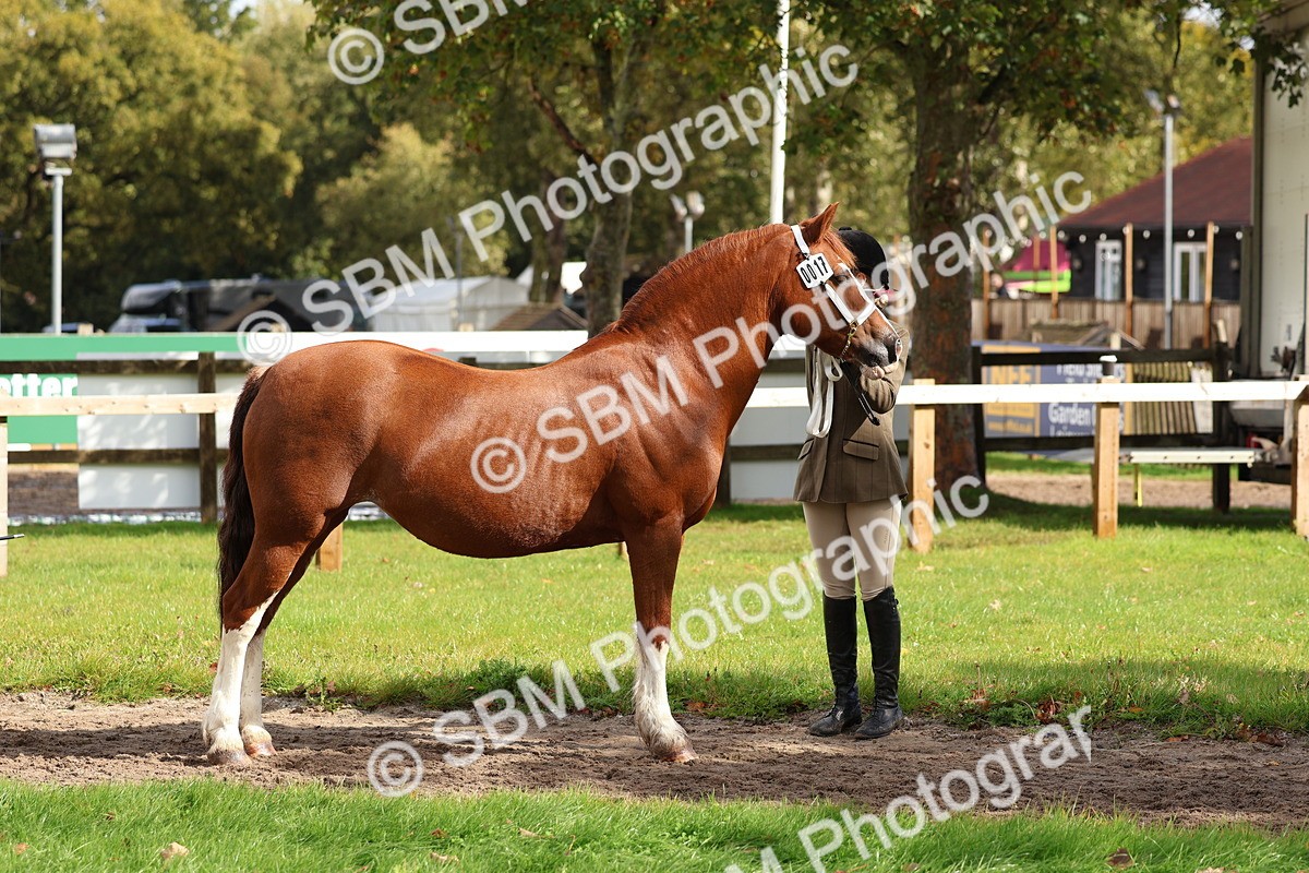 SBM_39423 - S24 - Young Veteran In Hand