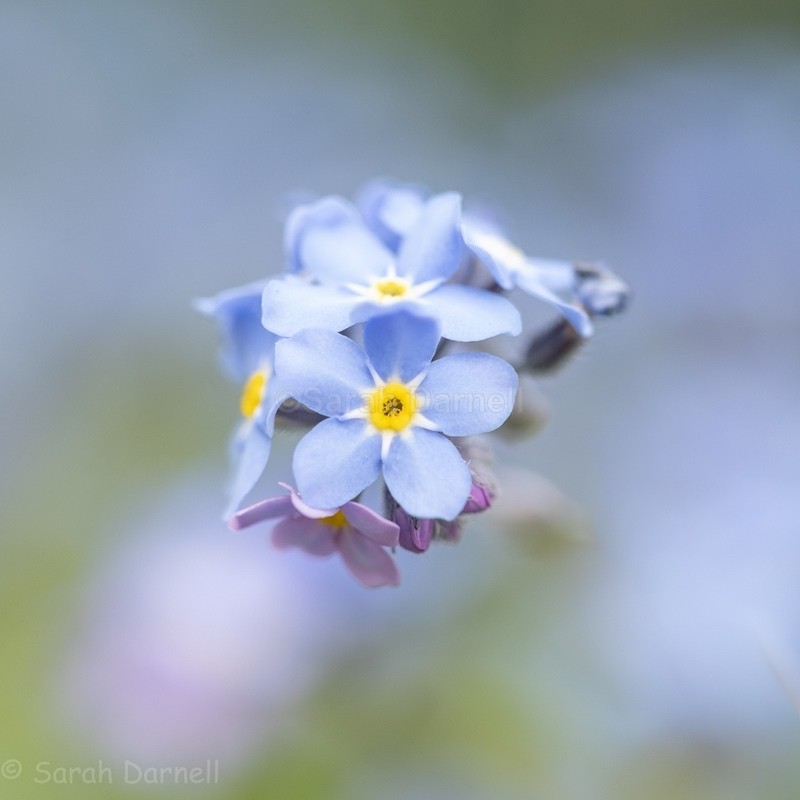 Forget me Knot 2026 - Greeting Cards