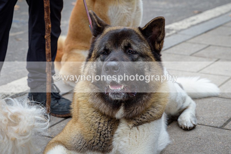 NGP_8111 - 2024 Animals in War Remembrance Gathering