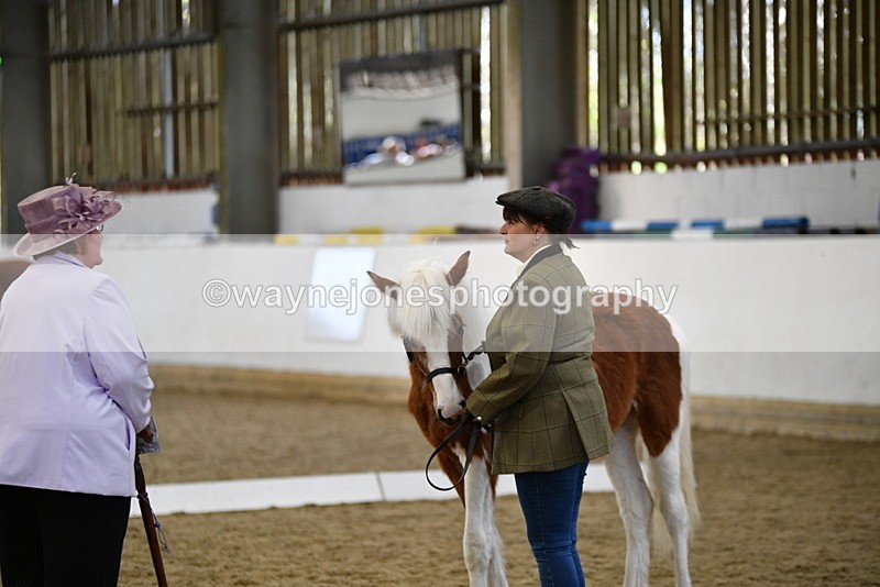 WJ5_4937 - Class 7 In hand coloured / odd coloured