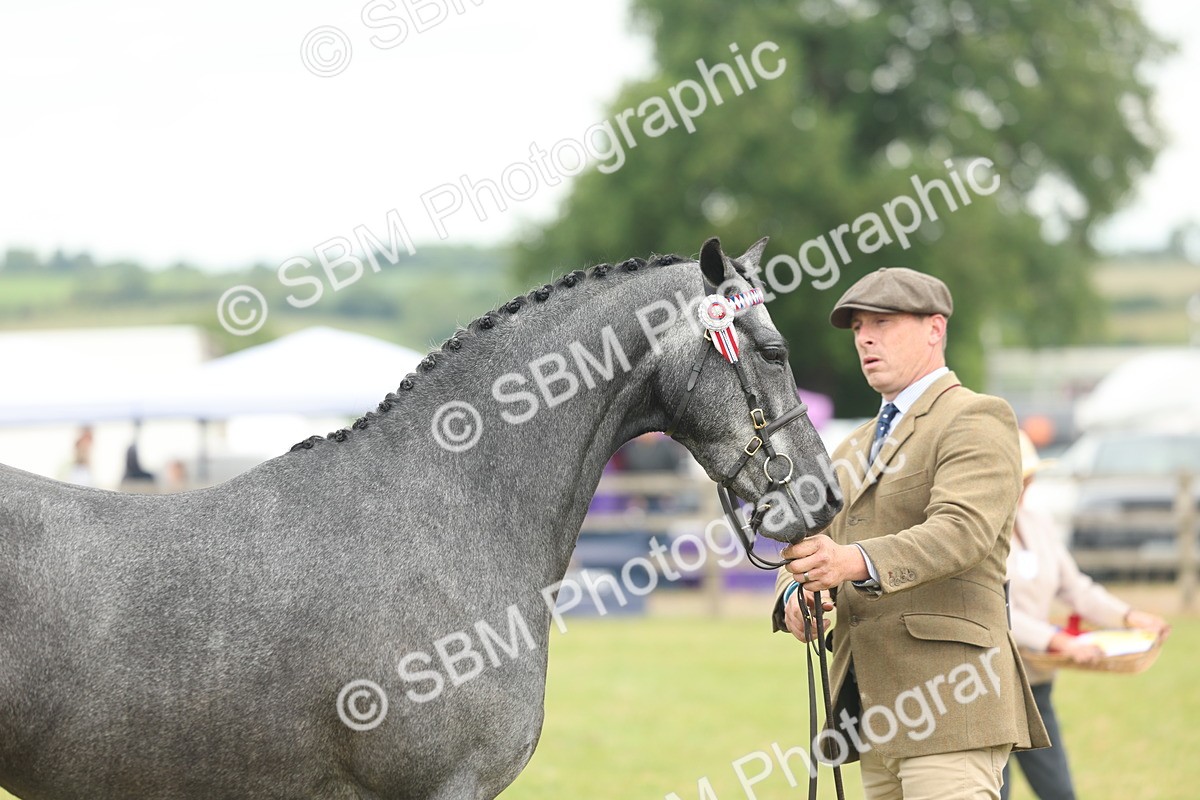 SBM_05490 - Class 68-73 - Riding Pony Breeding