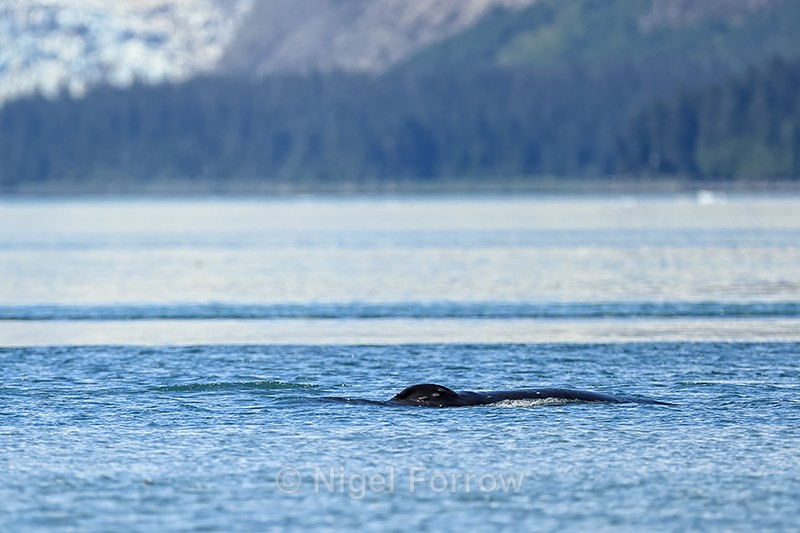 Humpback Whale blow hole, Prince William Sound, Alaska - Whale