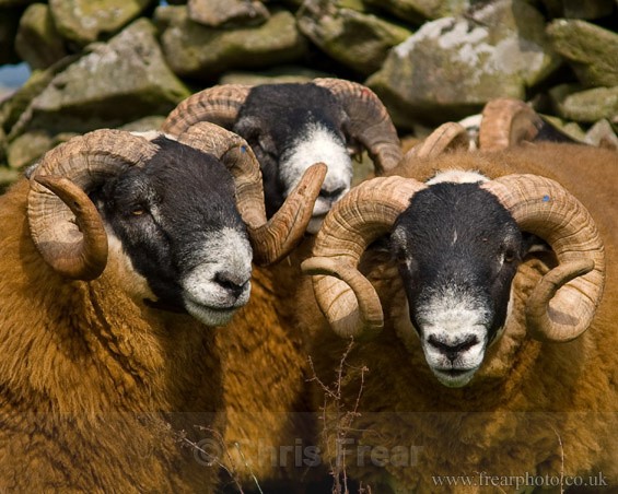 3 Rams - Rural Life