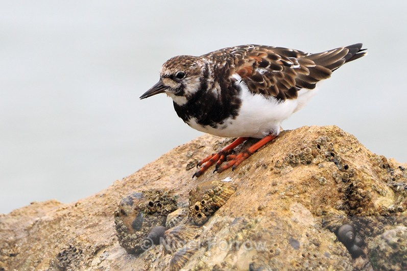Turnstone perched on one of the Hengistbury Head groynes - Turnstone