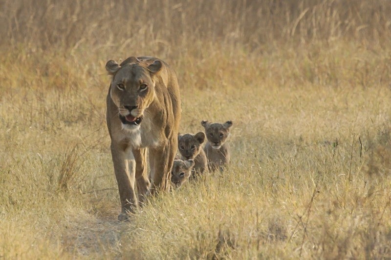 Family Outing - Botswana Wildlife