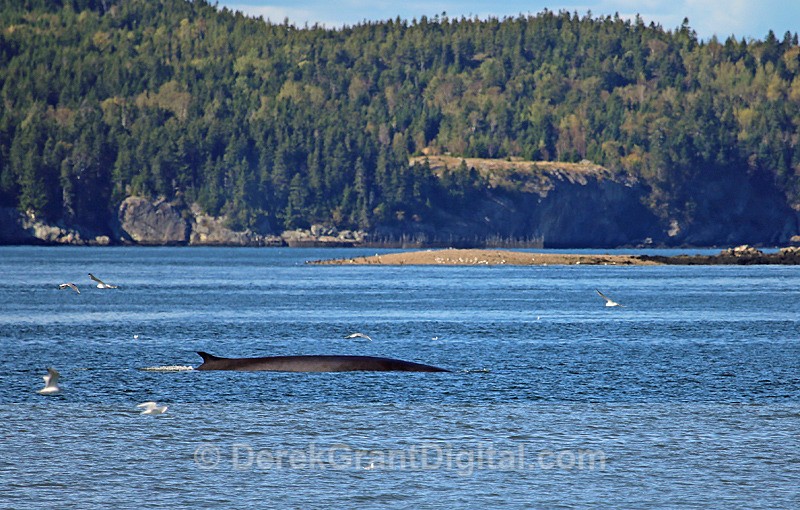 Finback Cameo - Whales / Sea Mammals