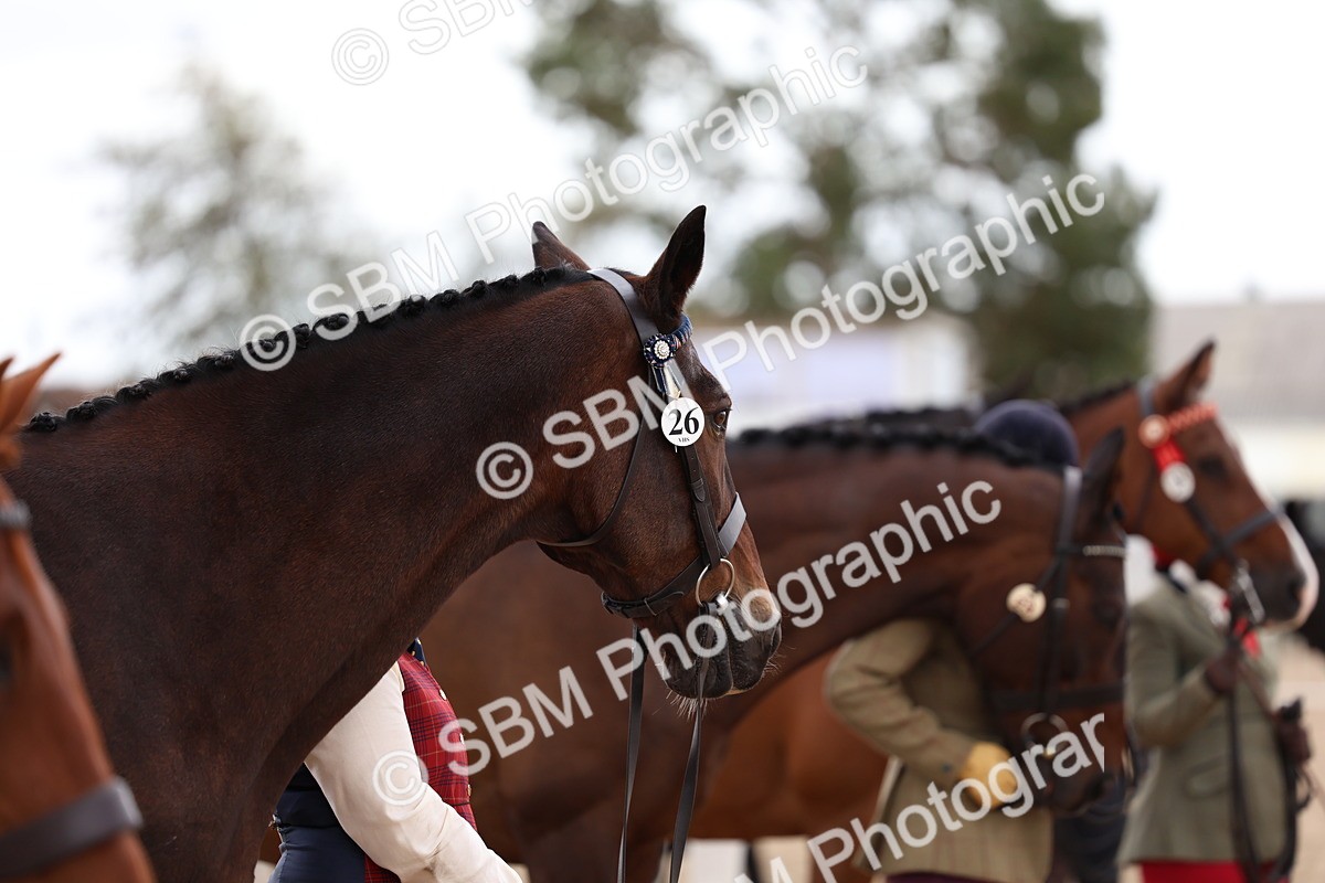 SBM_05125 - Class 27 - IH Competition Horse or Pony