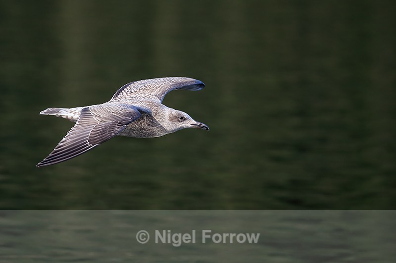 Flying Herring Gull green water background, Flatanger, Norway - Herring Gull